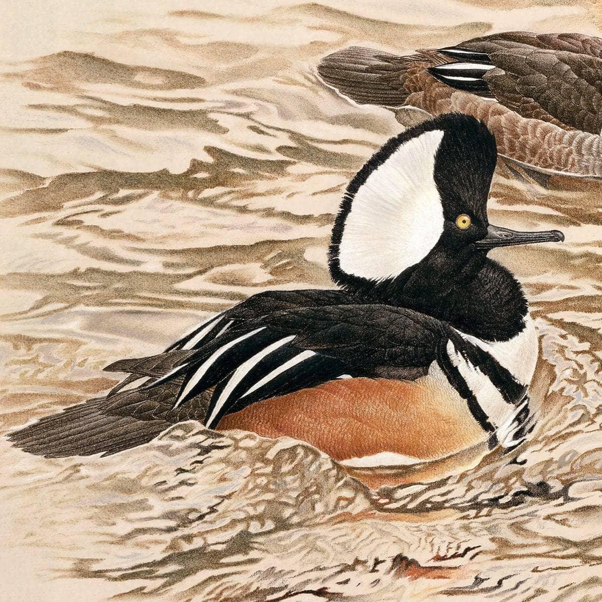 Hooded Mergansers - Framed Print | Artwork by Glen Loates