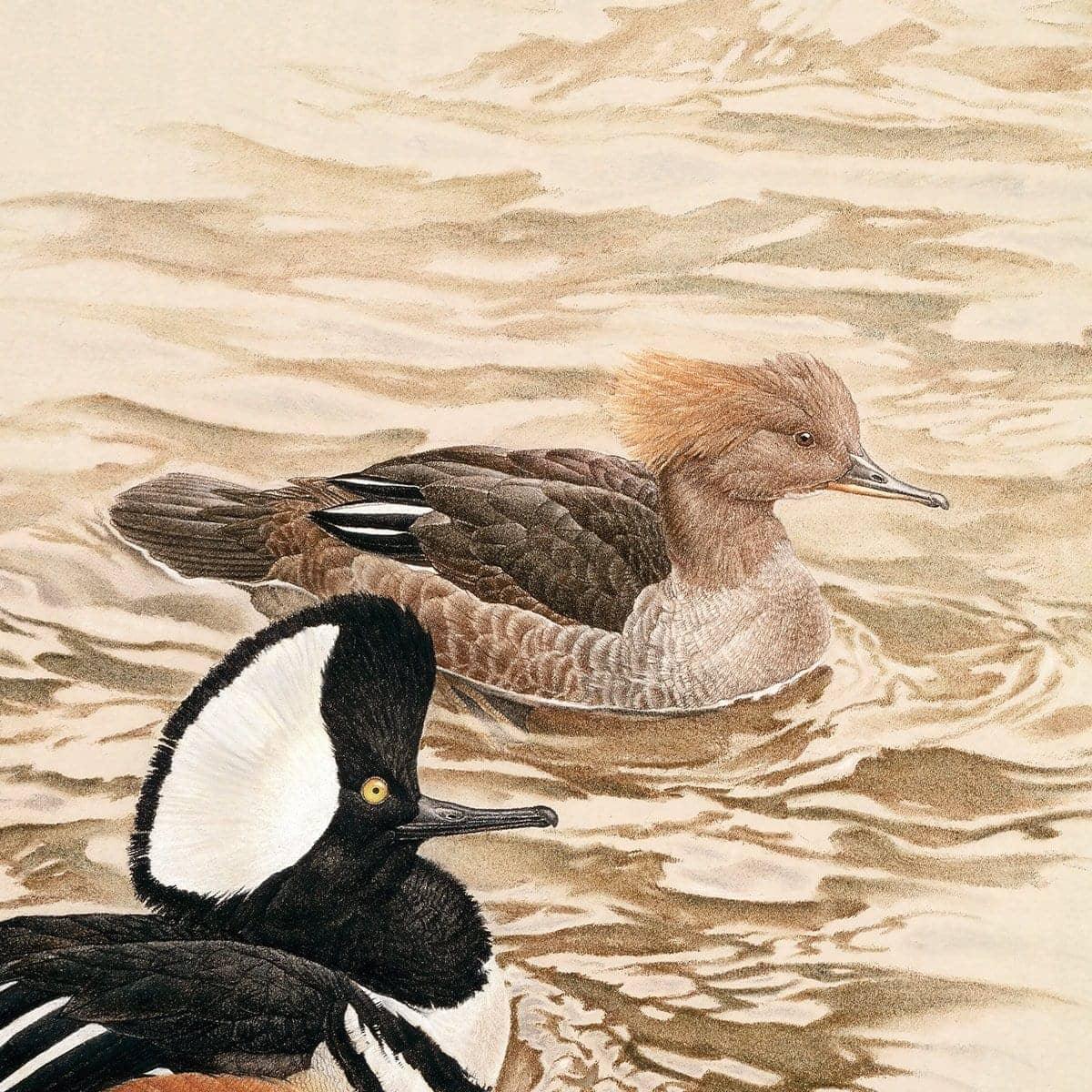 Hooded Mergansers - Framed Print | Artwork by Glen Loates
