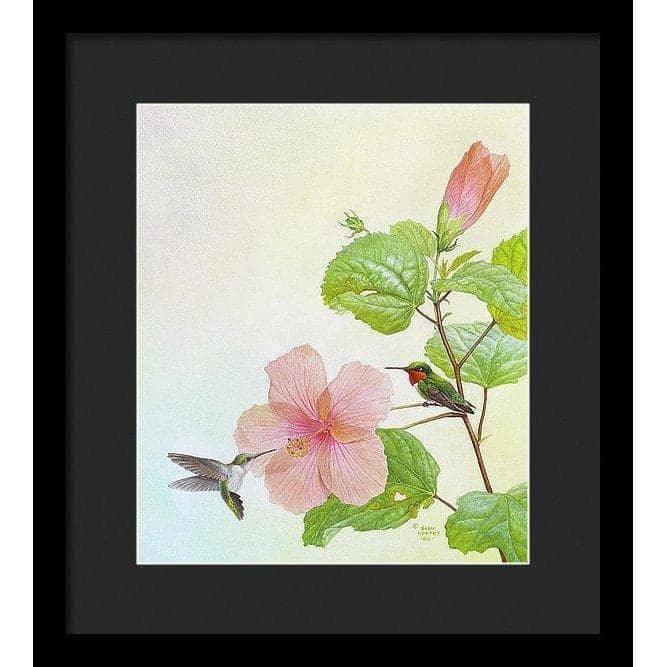 Hummingbirds and Hibiscus - Framed Print | Artwork by Glen Loates