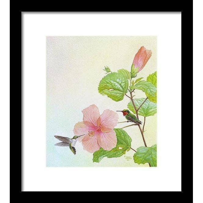 Colibris et Hibiscus par Glen Loates, œuvre encadrée, cadre noir et passe-partout blanc