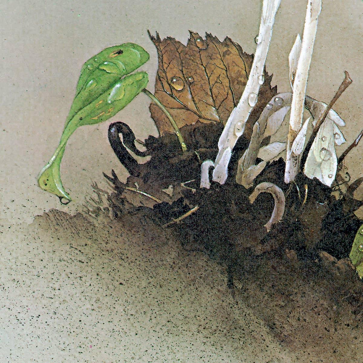 Indian Pipe - Canvas Print | Artwork by Glen Loates