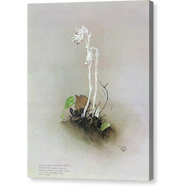 Indian Pipe - Canvas Print | Artwork by Glen Loates