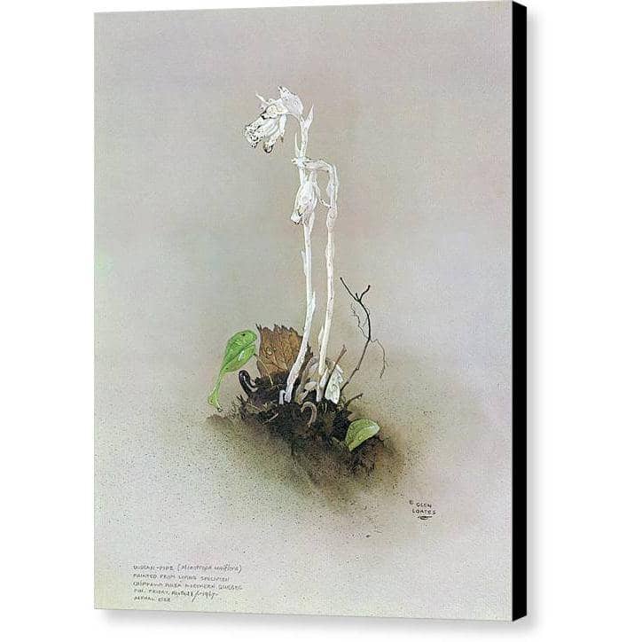 Indian Pipe - Canvas Print | Artwork by Glen Loates