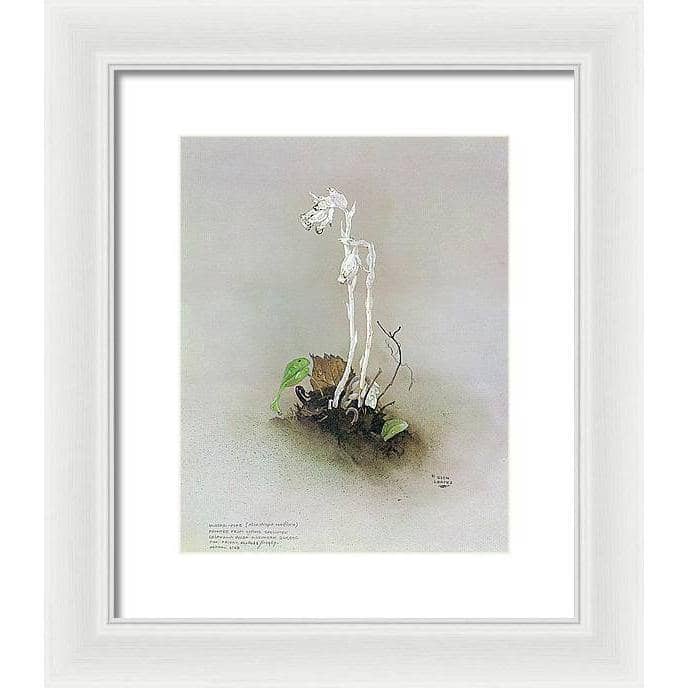 Indian Pipe - Framed Print | Artwork by Glen Loates