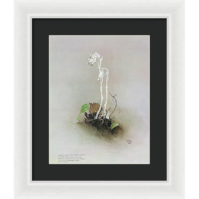 Indian Pipe - Framed Print | Artwork by Glen Loates