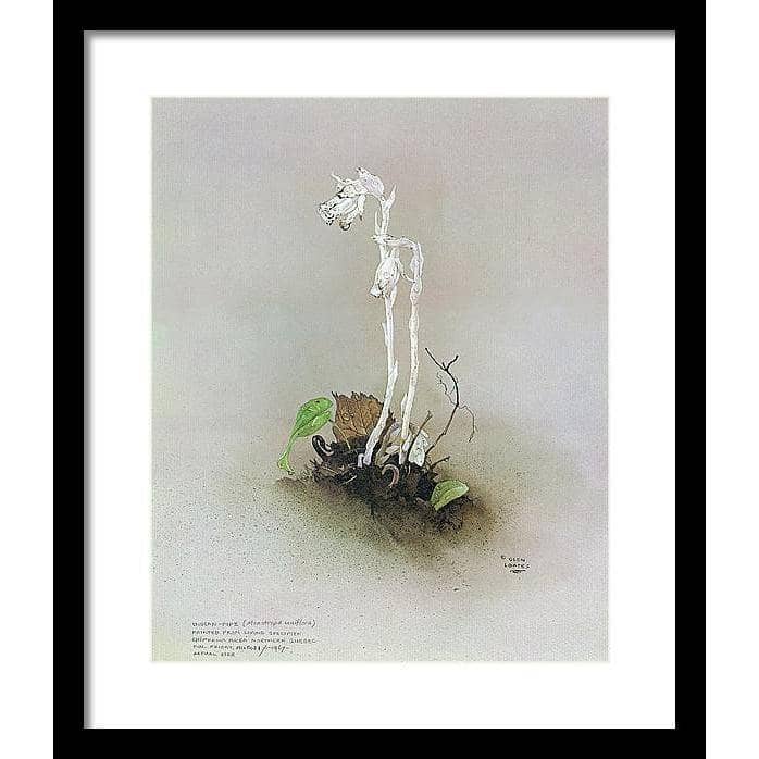 Indian Pipe - Framed Print | Artwork by Glen Loates