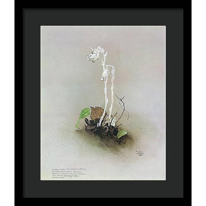 Indian Pipe - Framed Print | Artwork by Glen Loates