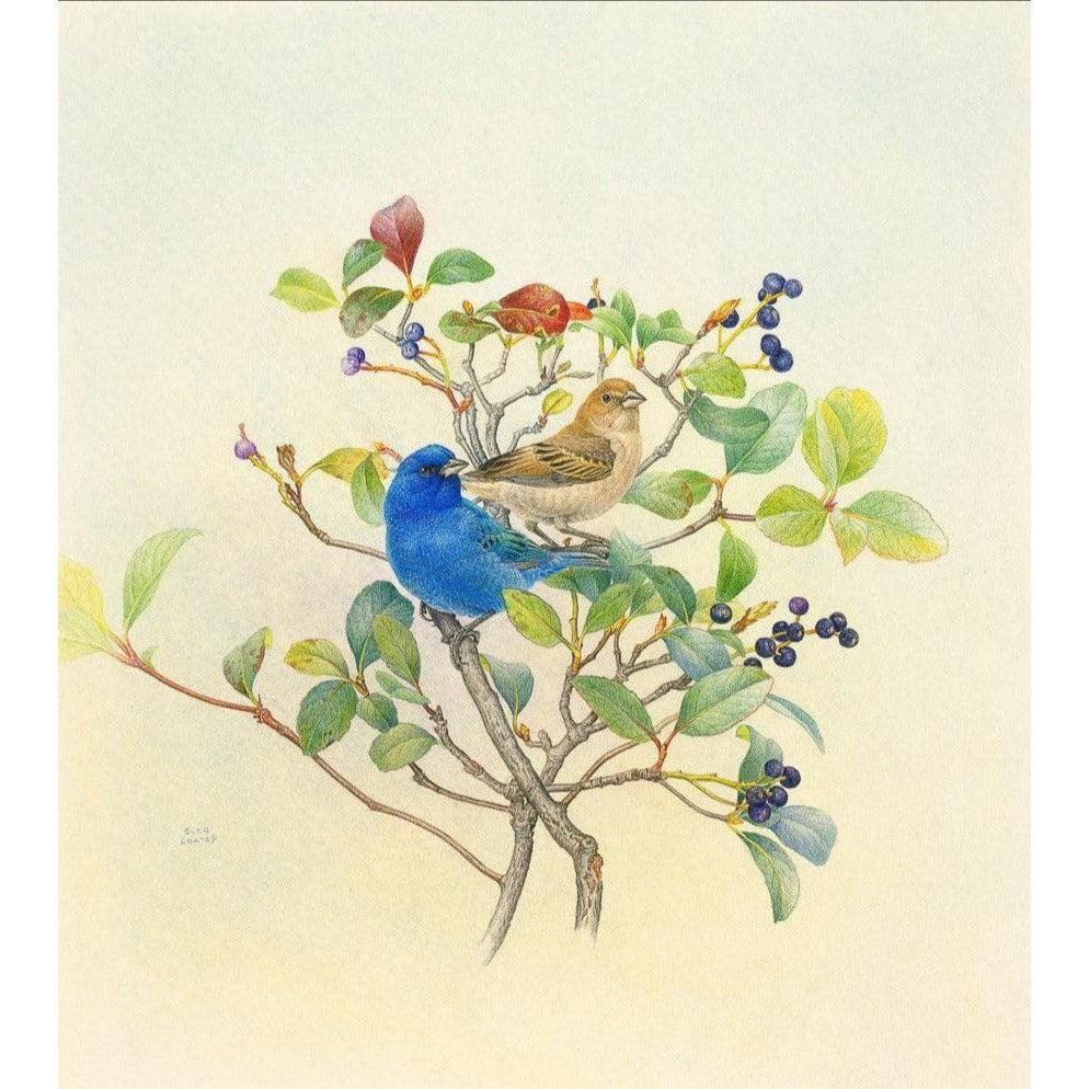 Indigo Buntings - Canvas Print | Artwork by Glen Loates