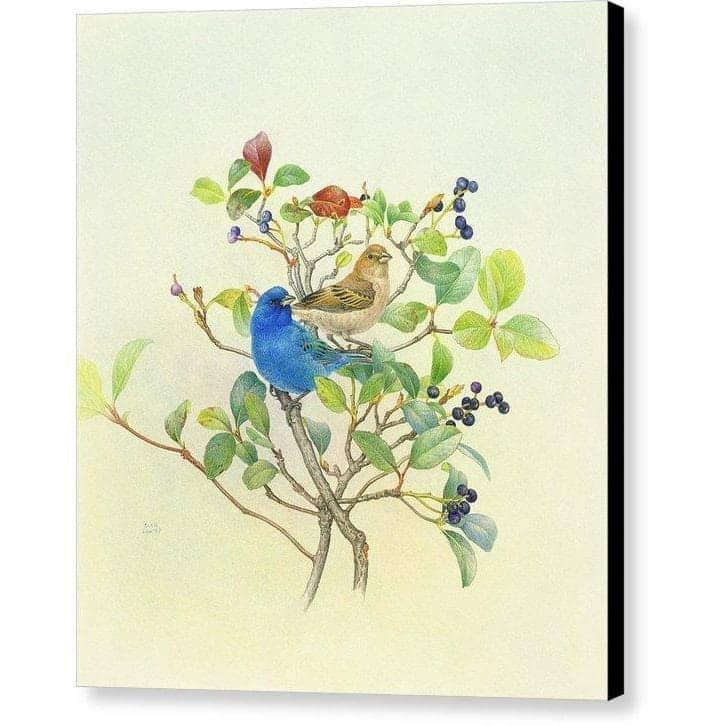 Indigo Buntings - Canvas Print | Artwork by Glen Loates