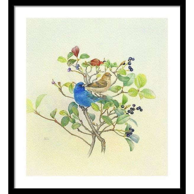 Indigo Buntings - Framed Print | Artwork by Glen Loates