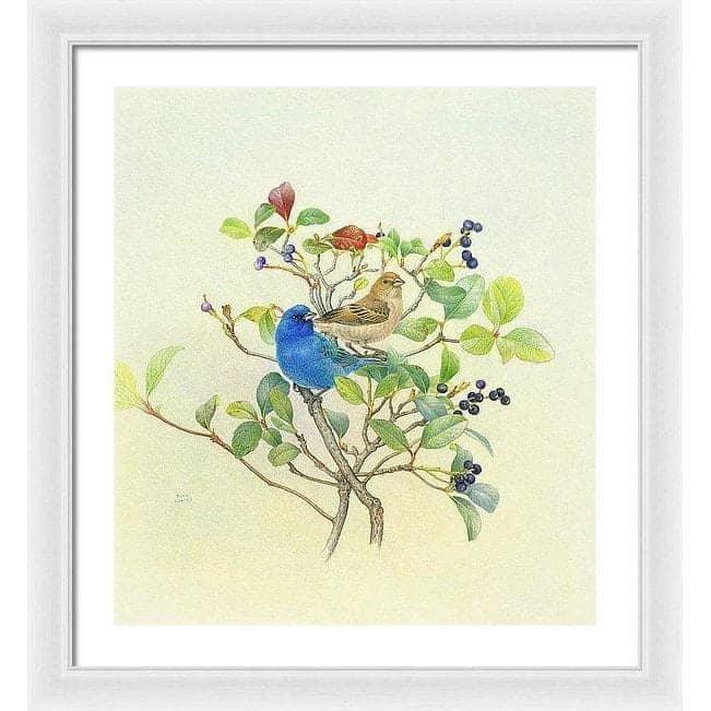 Indigo Buntings - Framed Print | Artwork by Glen Loates