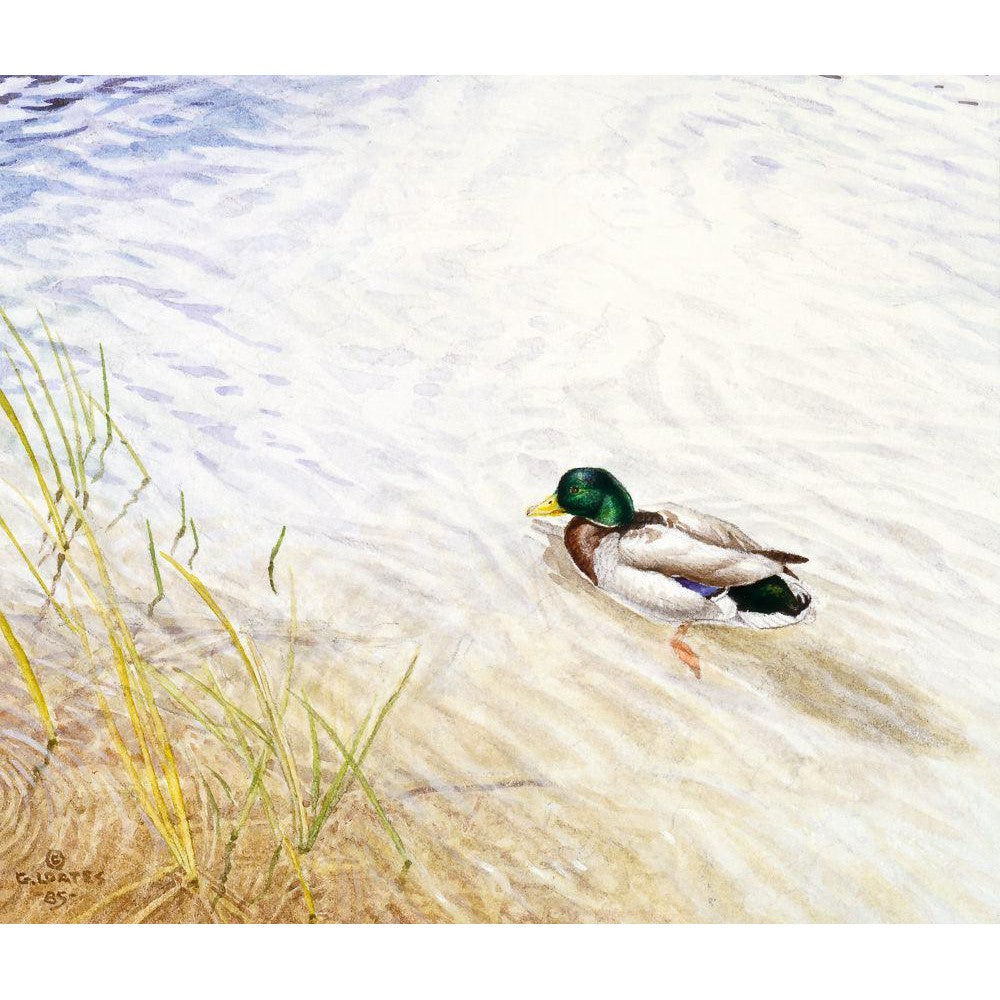 Into The Shallows - Canvas Print | Artwork by Glen Loates