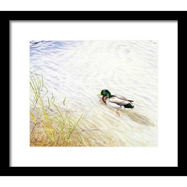 Into The Shallows - Framed Print | Artwork by Glen Loates
