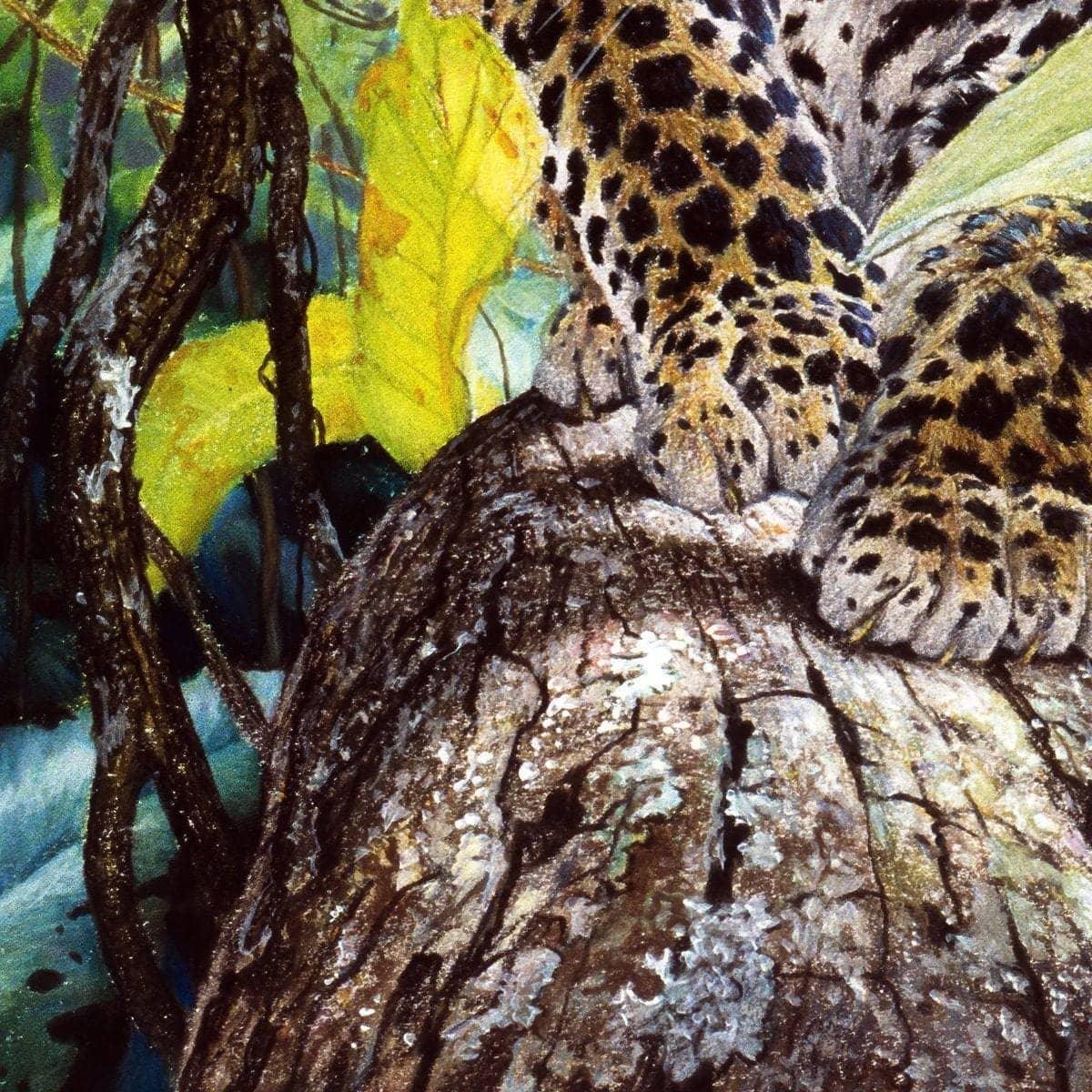 Jaguar Cub - Canvas Print | Artwork by Glen Loates
