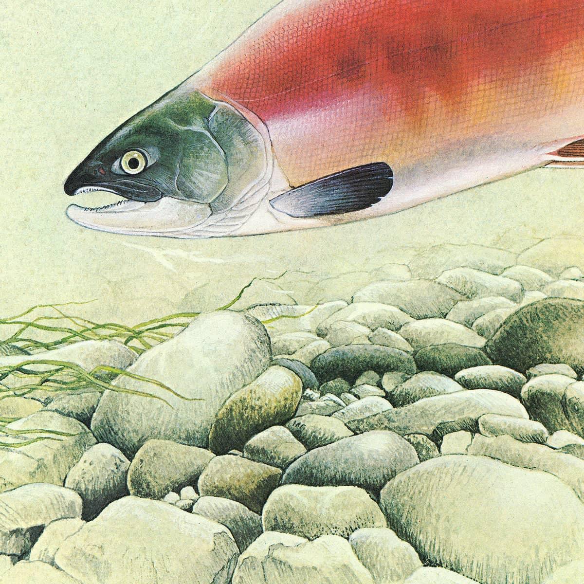 Kokanee Salmon - Canvas Print | Artwork by Glen Loates