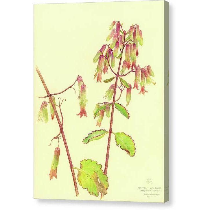 Plante de vie par Glen Loates, toile de galerie : une étude botanique d’une plante de vie en fleurs