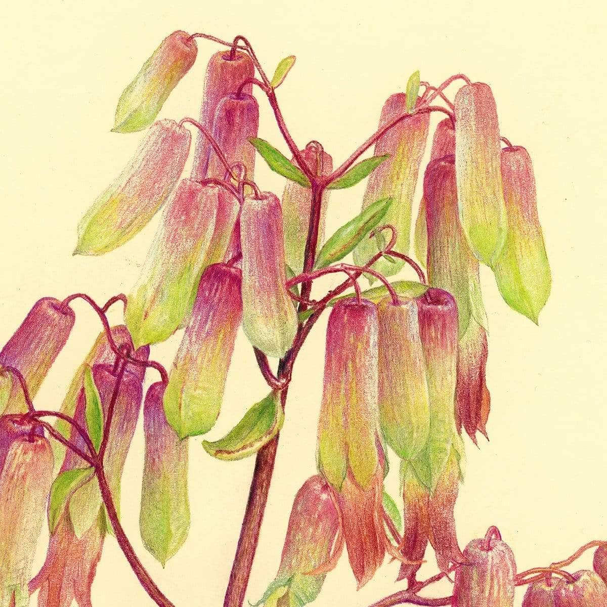 Life Plant - Canvas Print | Artwork by Glen Loates
