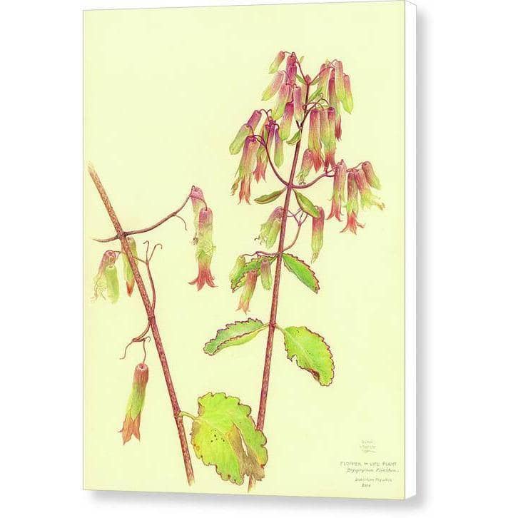 Life Plant - Canvas Print | Artwork by Glen Loates