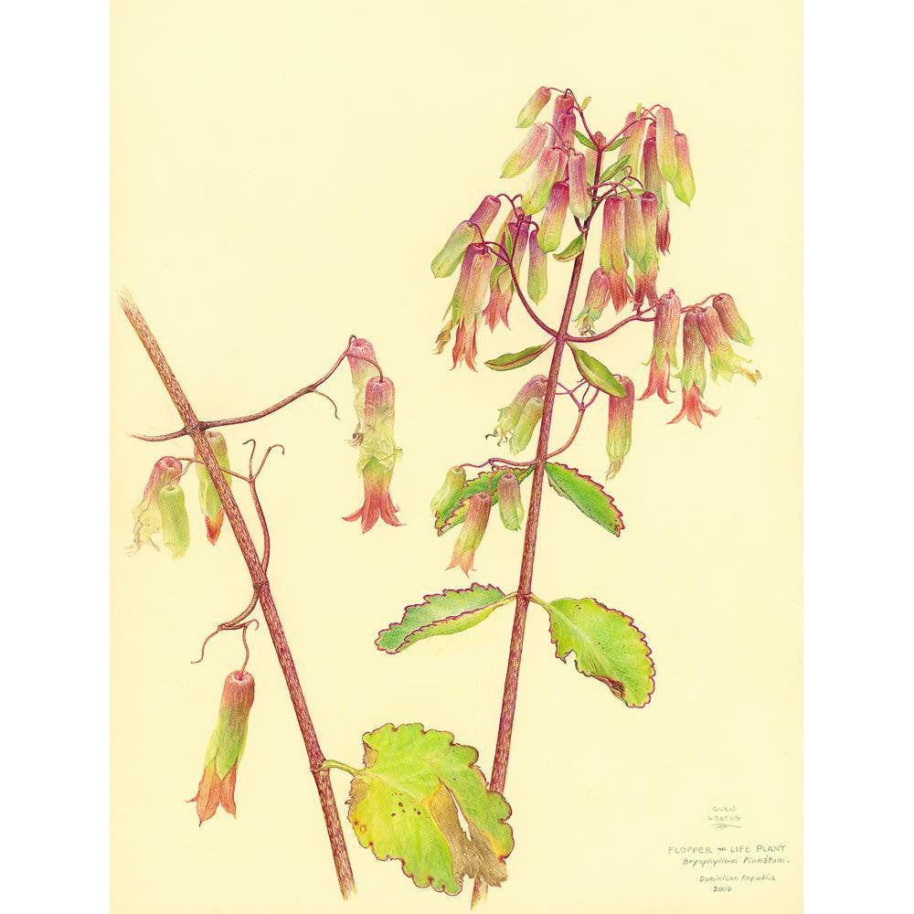 Life Plant - Framed Print | Artwork by Glen Loates