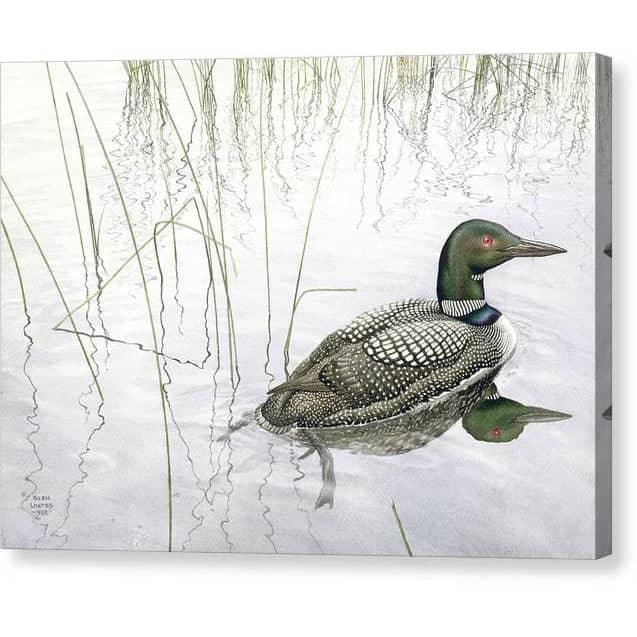 Loon by Glen Loates, gallery canvas: a common loon gliding among reeds, mirrored in still water