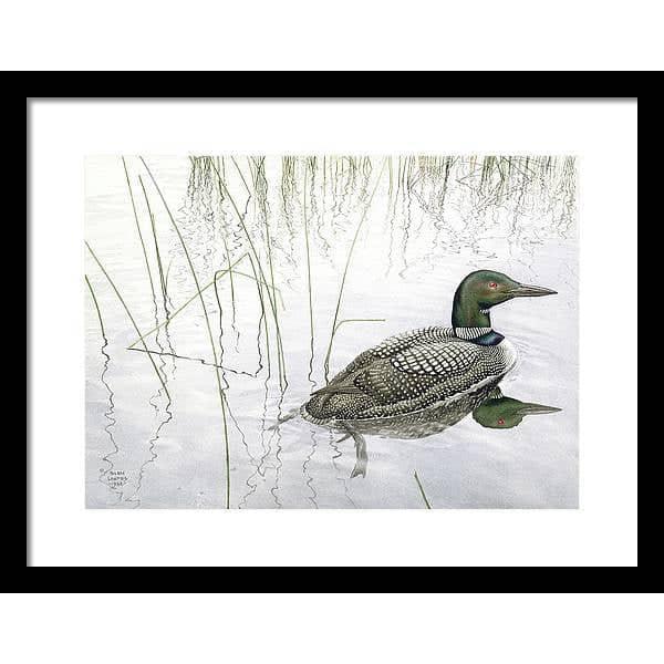 Loon - Framed Print | Artwork by Glen Loates