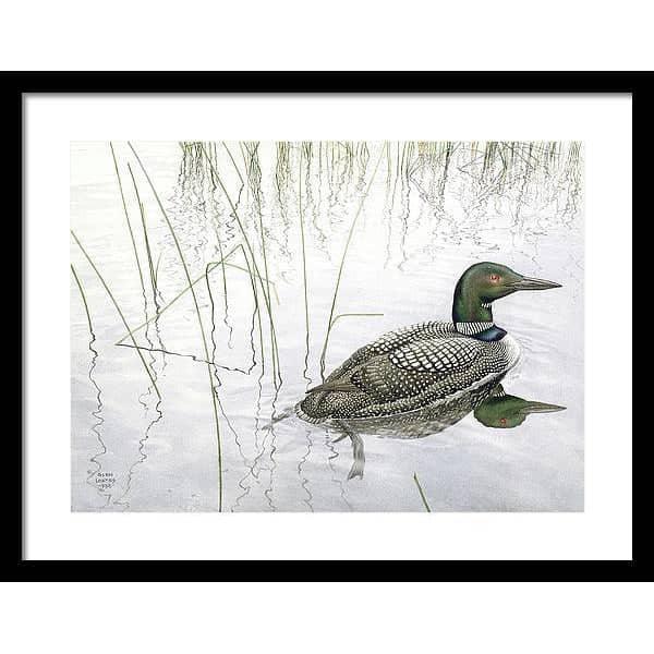 Loon - Framed Print | Artwork by Glen Loates