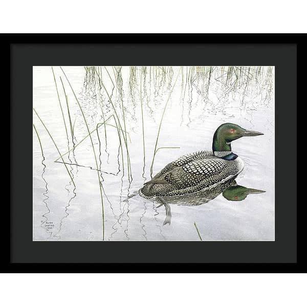 Loon - Framed Print | Artwork by Glen Loates