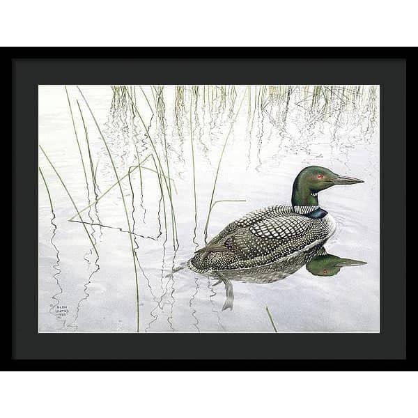 Loon - Framed Print | Artwork by Glen Loates
