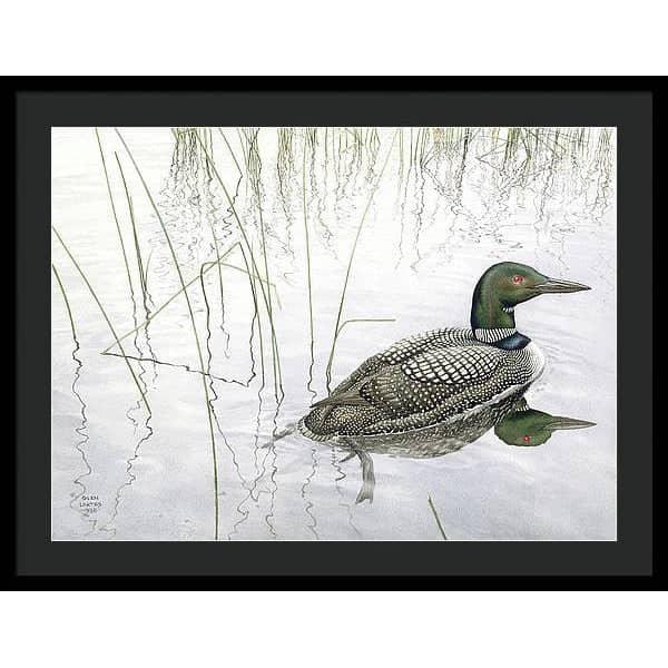 Loon - Framed Print | Artwork by Glen Loates