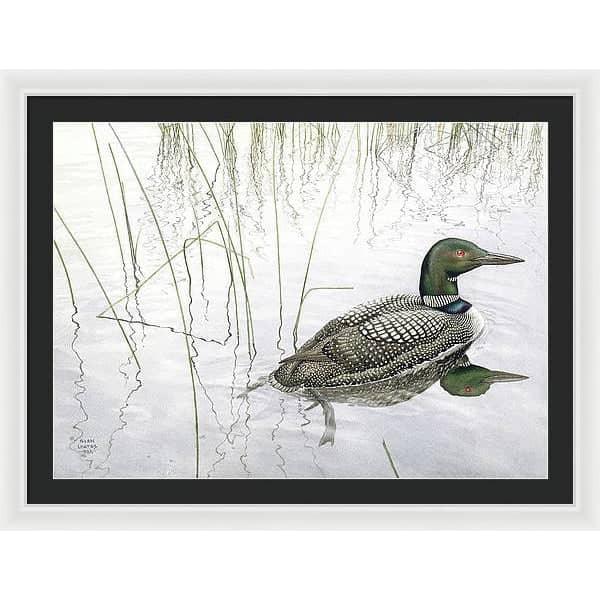 Loon - Framed Print | Artwork by Glen Loates
