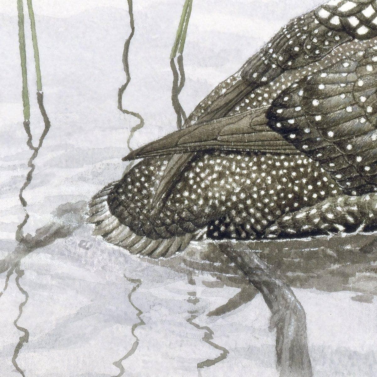Loon - Framed Print | Artwork by Glen Loates
