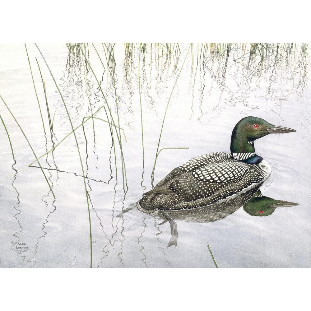 Loon - Framed Print | Artwork by Glen Loates