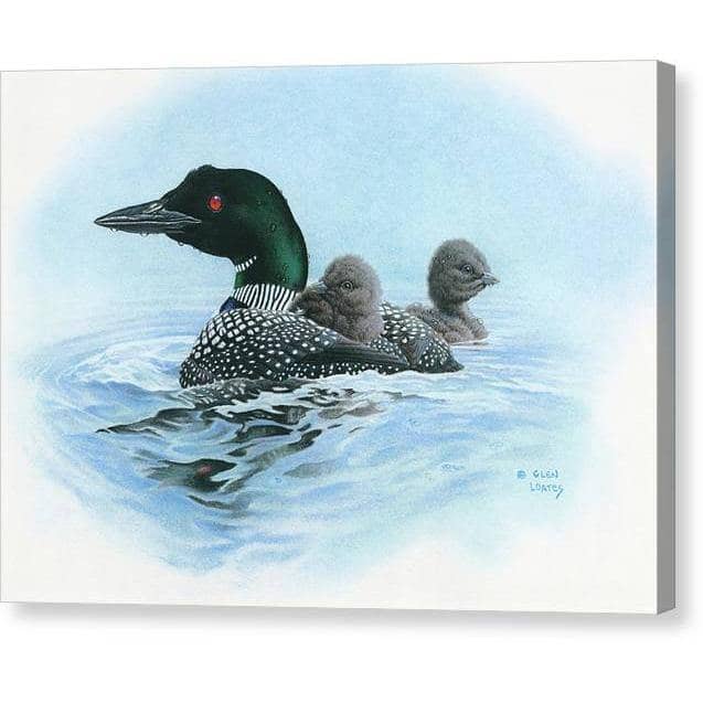 Loon in Calm Blue Waters - Canvas Print | Artwork by Glen Loates