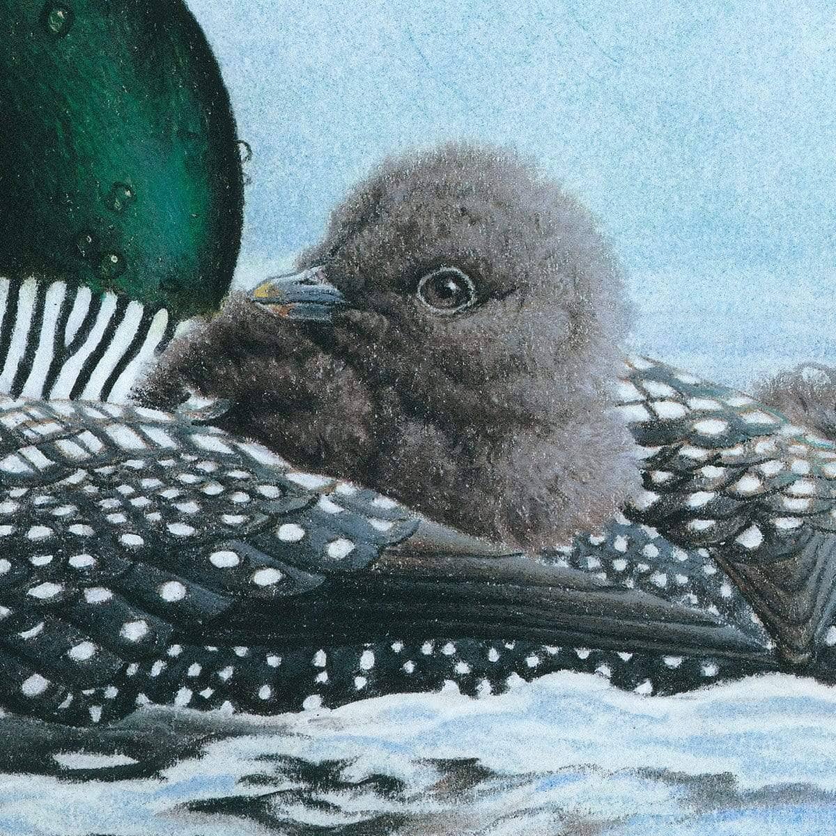 Loon in Calm Blue Waters - Framed Print | Artwork by Glen Loates