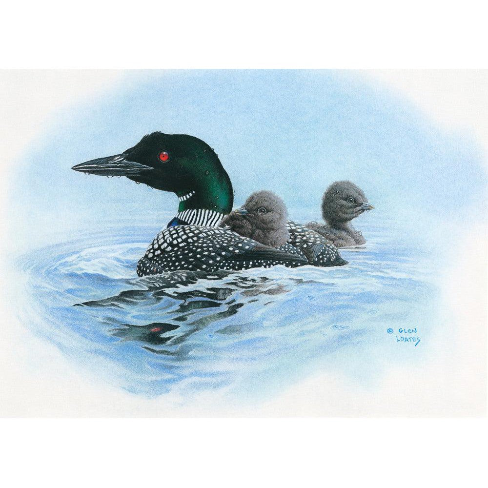 Loon in Calm Blue Waters - Framed Print | Artwork by Glen Loates