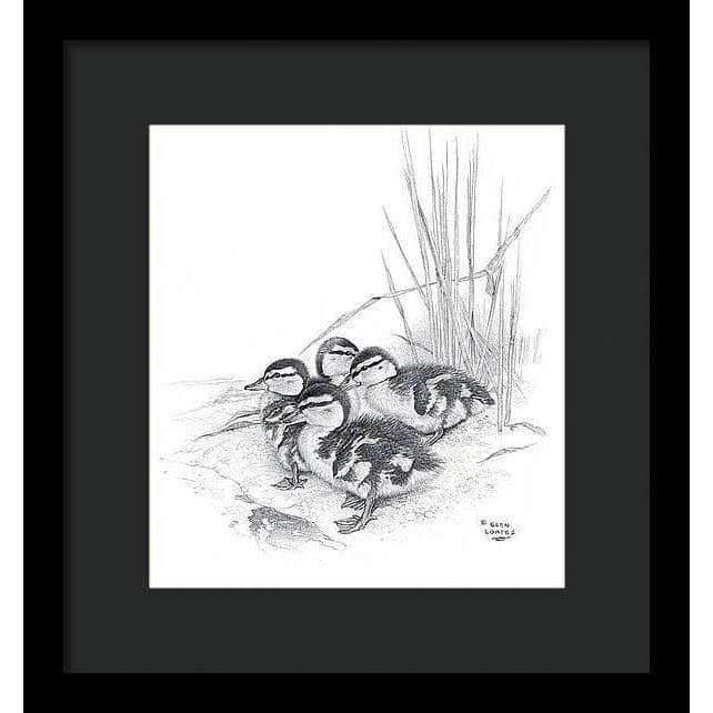 Mallard Ducklings - Framed Print | Artwork by Glen Loates