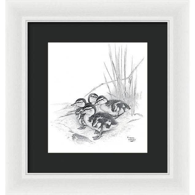 Mallard Ducklings - Framed Print | Artwork by Glen Loates
