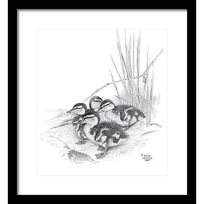 Mallard Ducklings - Framed Print | Artwork by Glen Loates