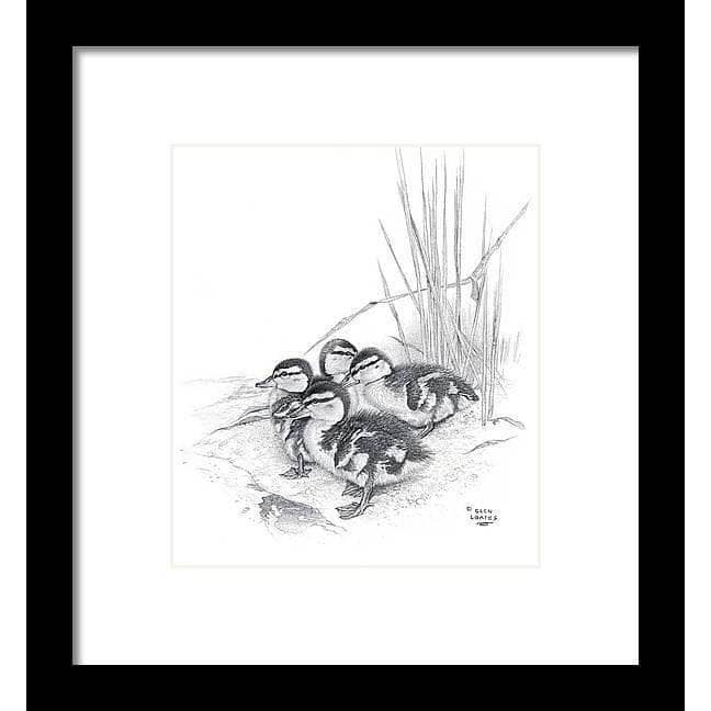 Mallard Ducklings - Framed Print | Artwork by Glen Loates