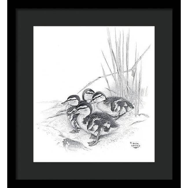 Mallard Ducklings - Framed Print | Artwork by Glen Loates