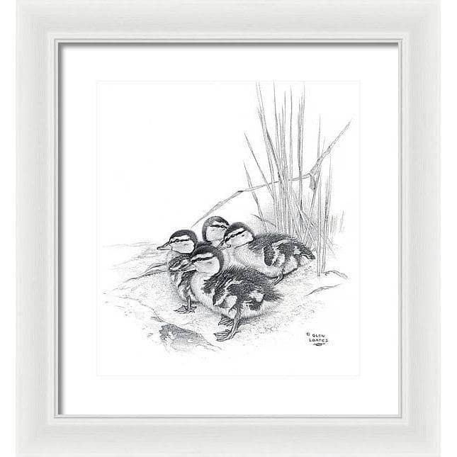 Mallard Ducklings - Framed Print | Artwork by Glen Loates