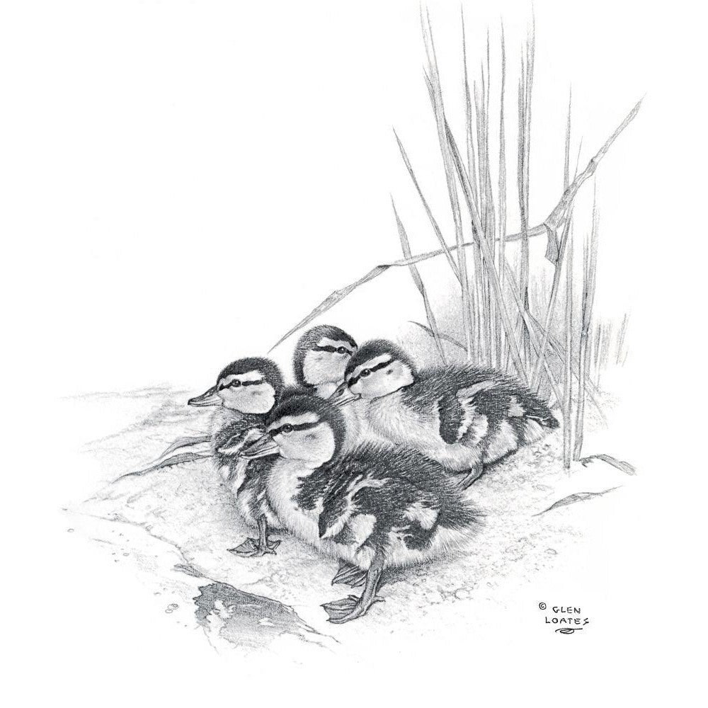 Mallard Ducklings - Framed Print | Artwork by Glen Loates