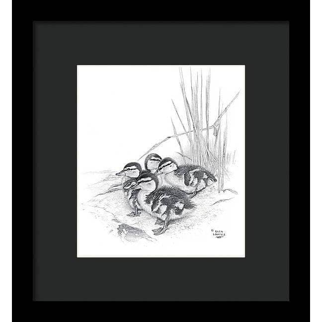 Mallard Ducklings - Framed Print | Artwork by Glen Loates