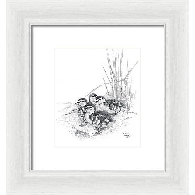 Mallard Ducklings - Framed Print | Artwork by Glen Loates