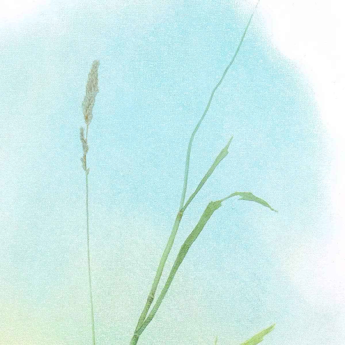 Meadow Lark - Canvas Print | Artwork by Glen Loates