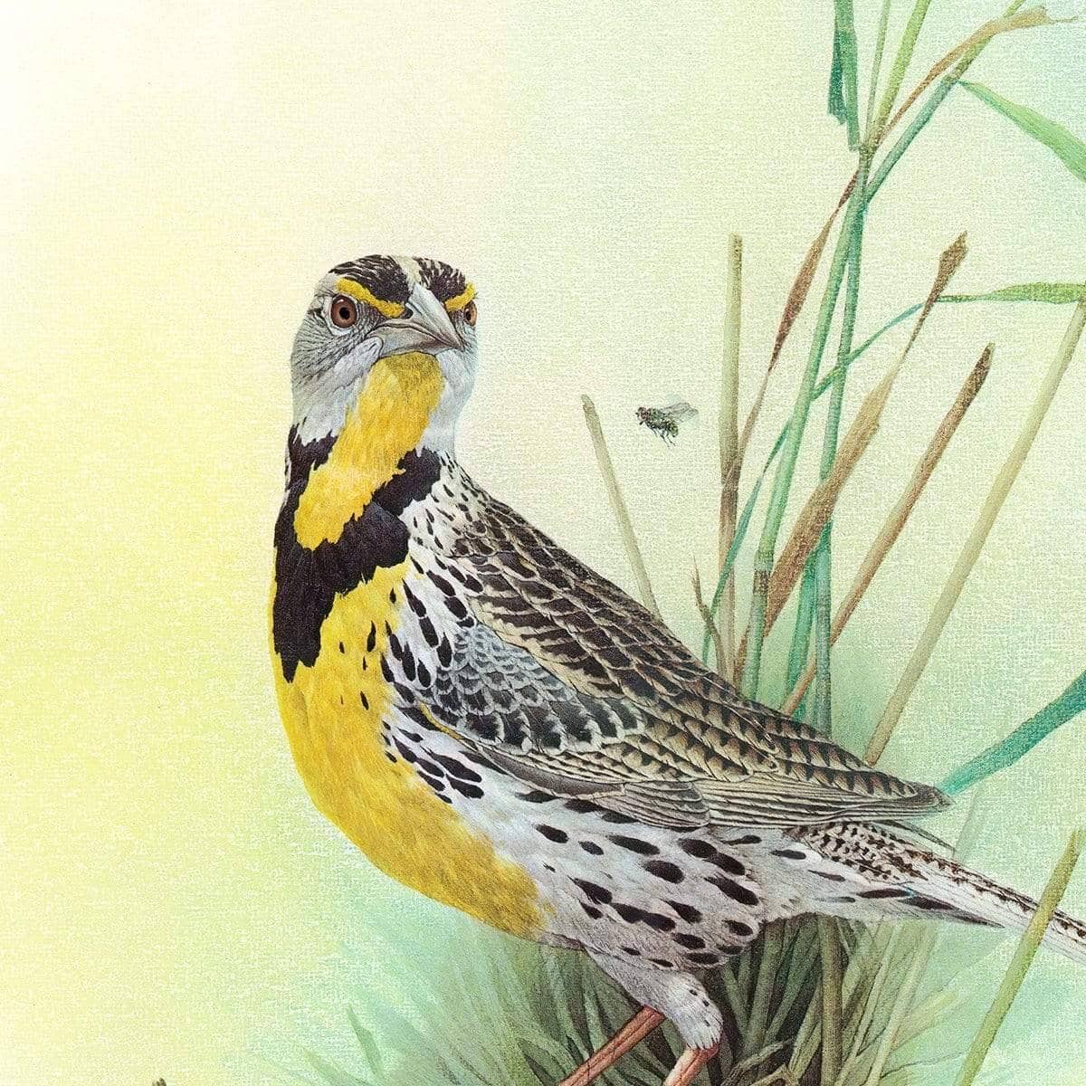 Meadow Lark - Framed Print | Artwork by Glen Loates