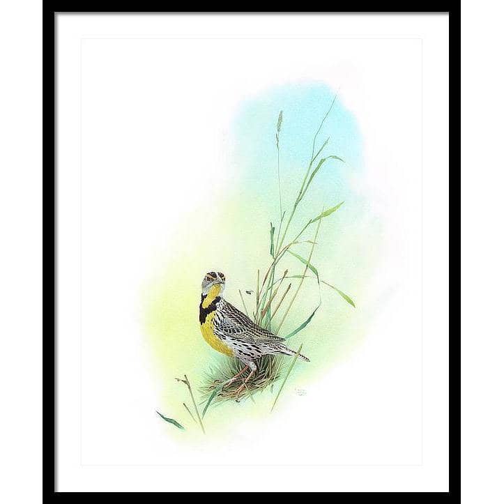 Meadow Lark - Framed Print | Artwork by Glen Loates
