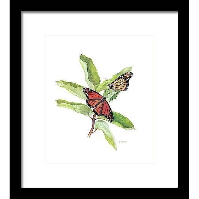 Papillons monarques par Glen Loates, œuvre encadrée : deux papillons monarques sur des feuilles d’asclépiade