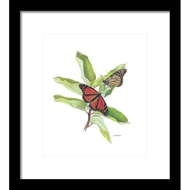 Papillons monarques par Glen Loates, œuvre encadrée, cadre noir et passe-partout blanc
