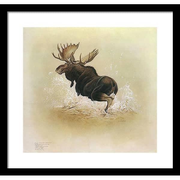 Moose - Framed Print | Artwork by Glen Loates